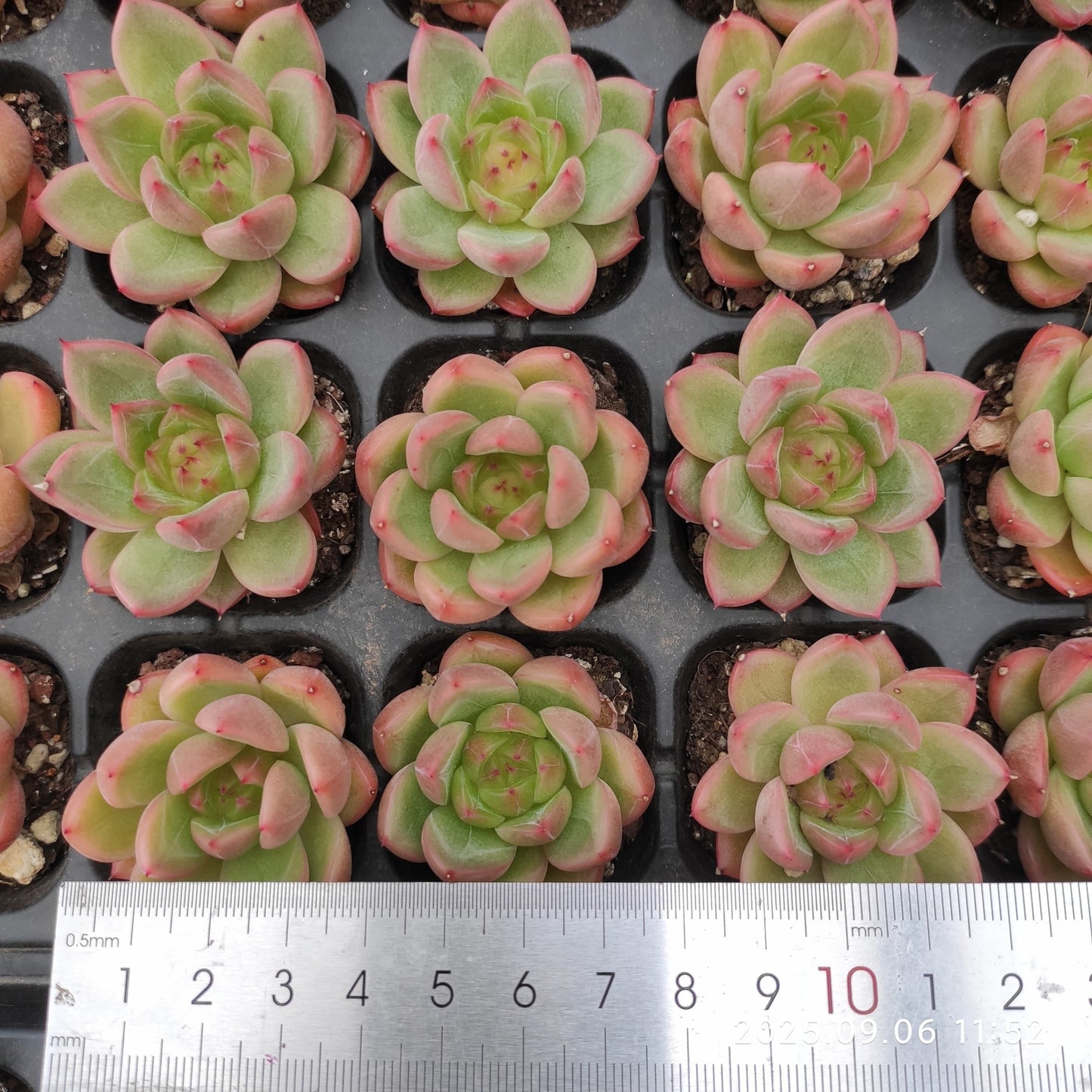RC161 クリアスカイジェニー(3cm pot)
