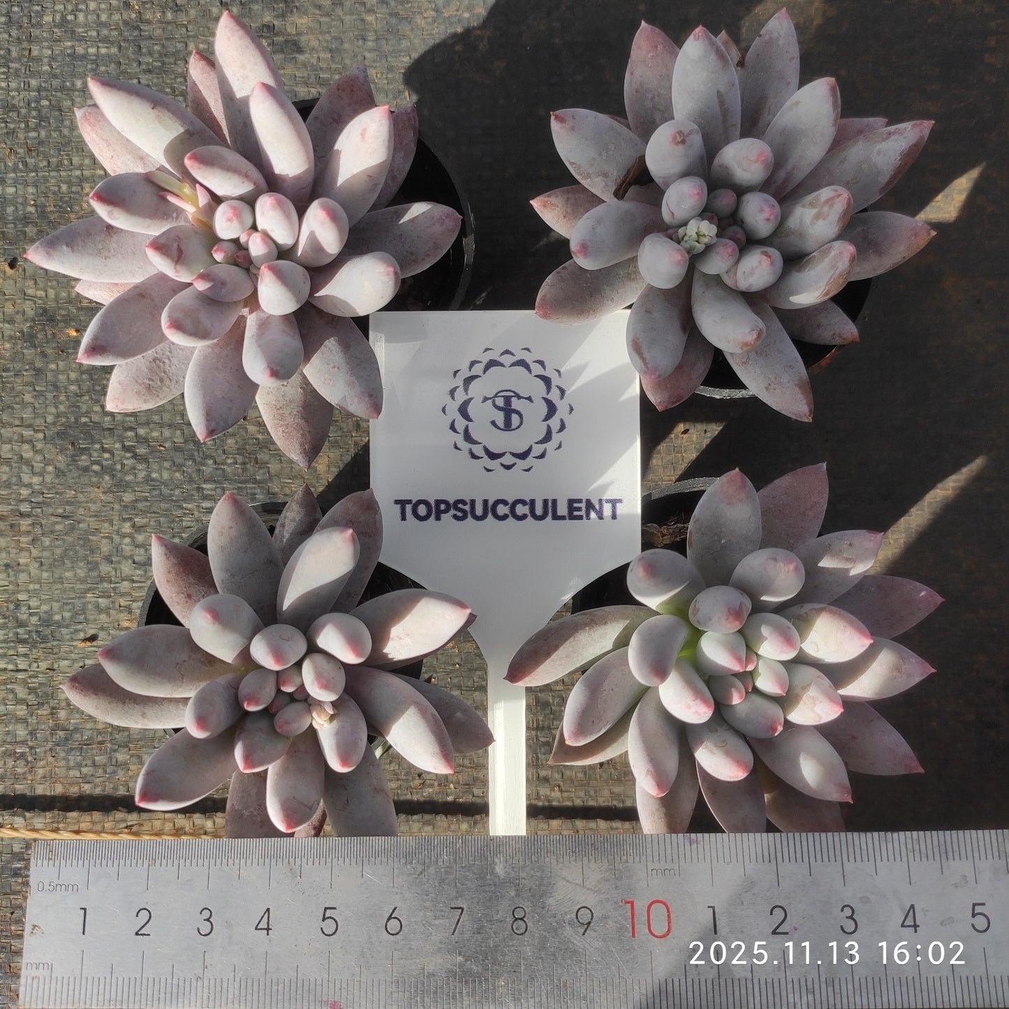 T1306 エンジェルスフィンガー(5cm pot)