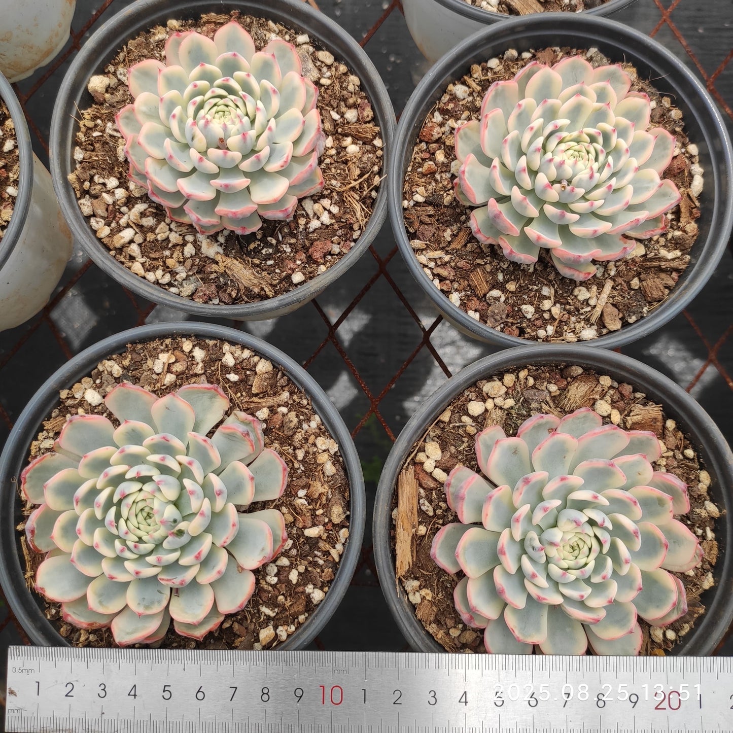 WWA306 ホワイトミニマ錦(15cm pot)