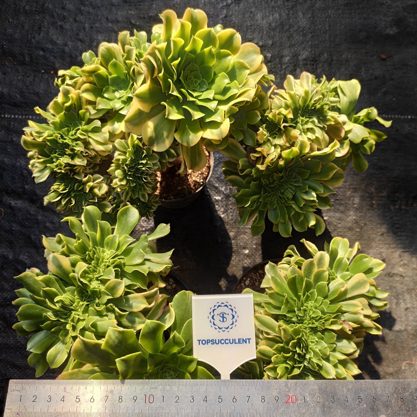 60038 ゴールド ジェード 綴化