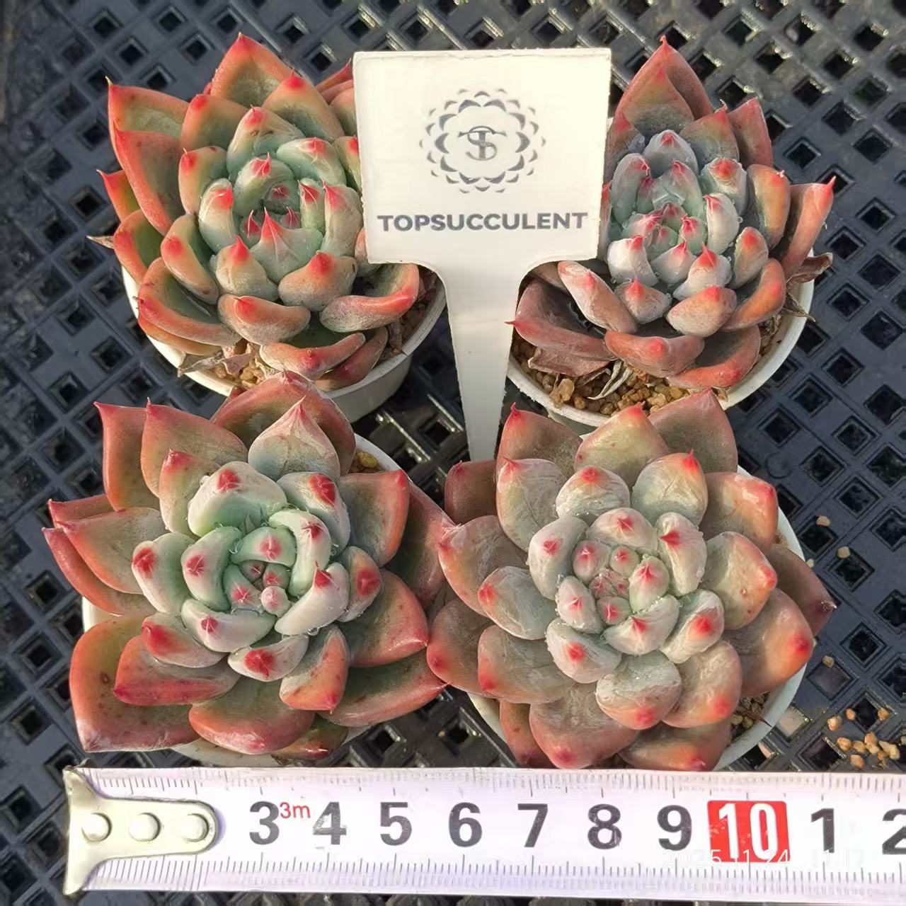 22481 オールドエッグ x フィンガーリング(6.5cm pot)