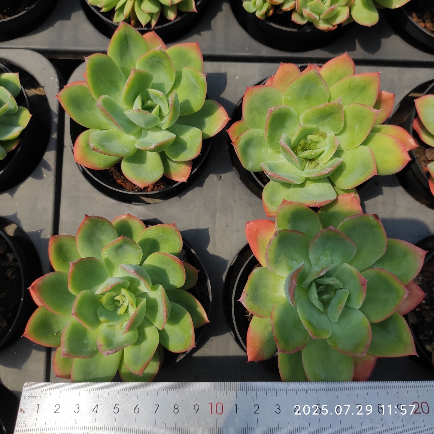 ZZA098 ルエラ (9cm pot)