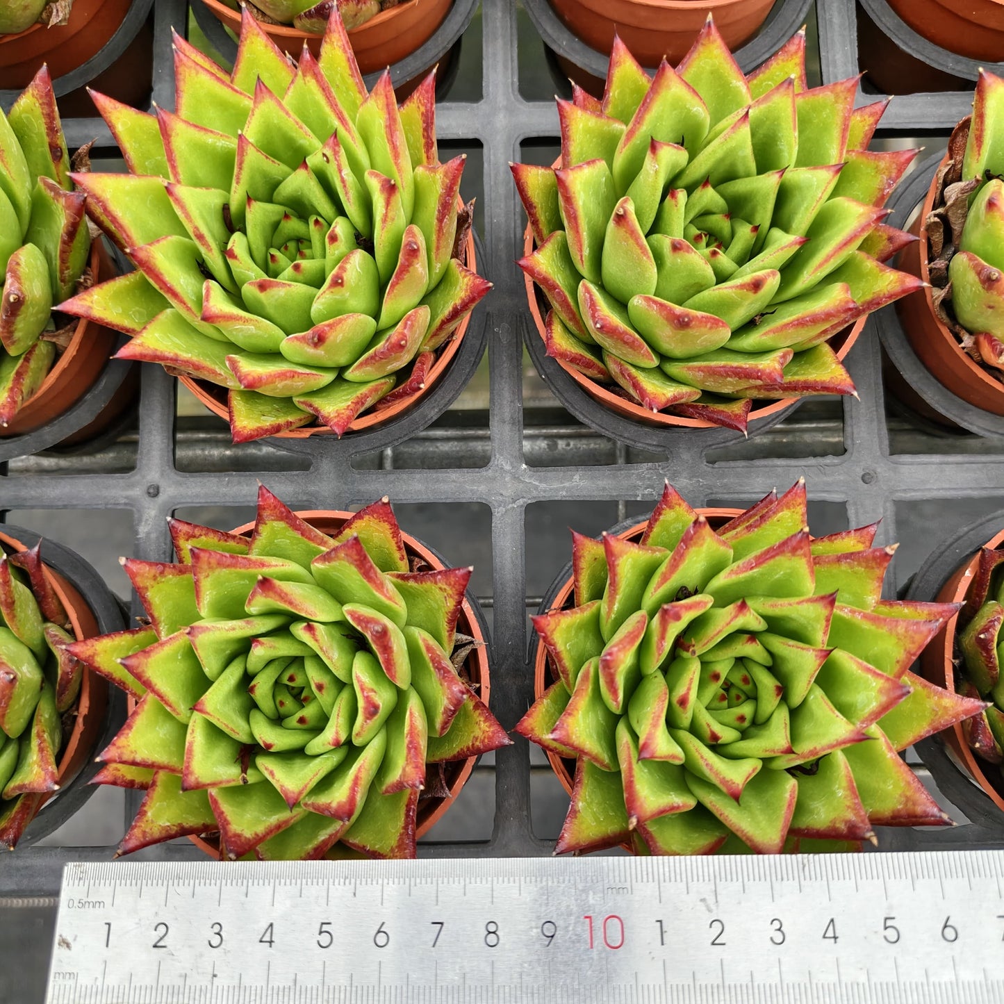 ZXX269 ブロードロメオ(7cm pot)