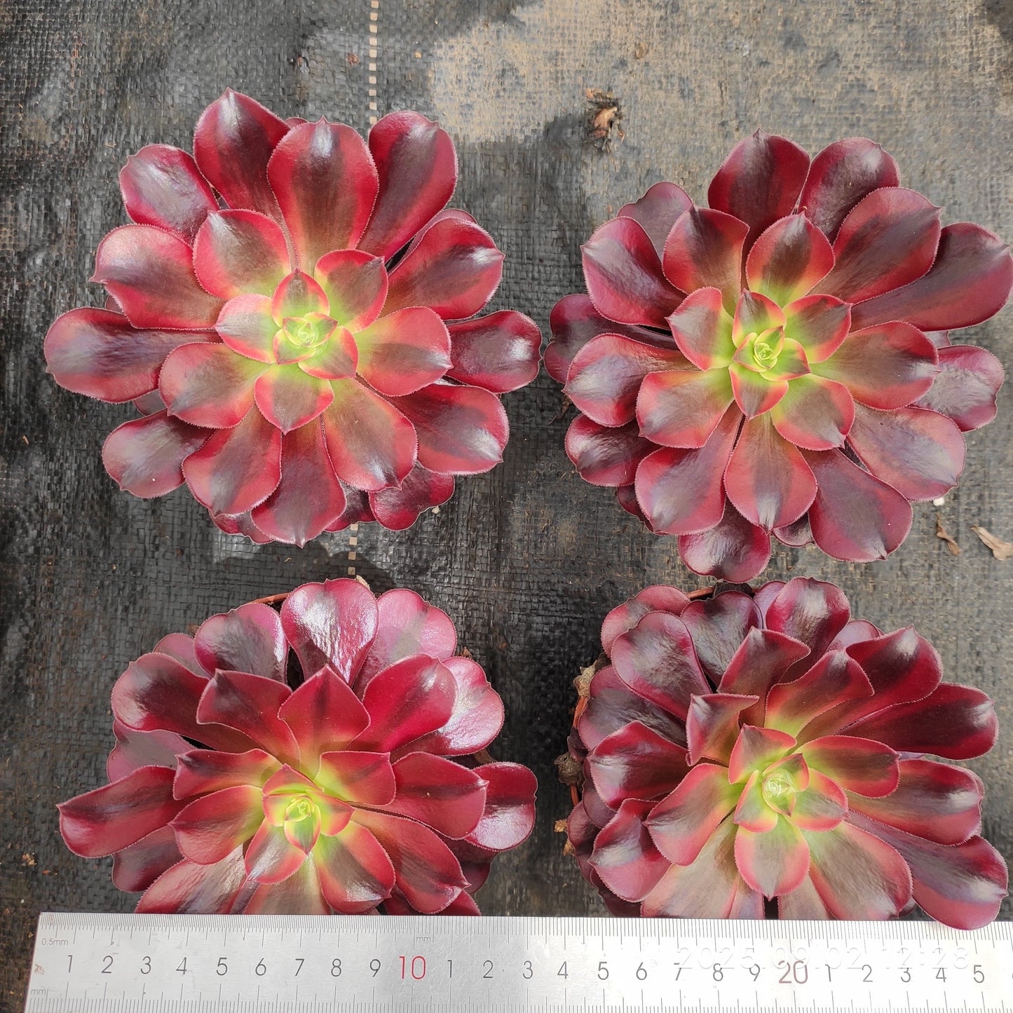 ZXX268 メドゥーサー (12cm pot)