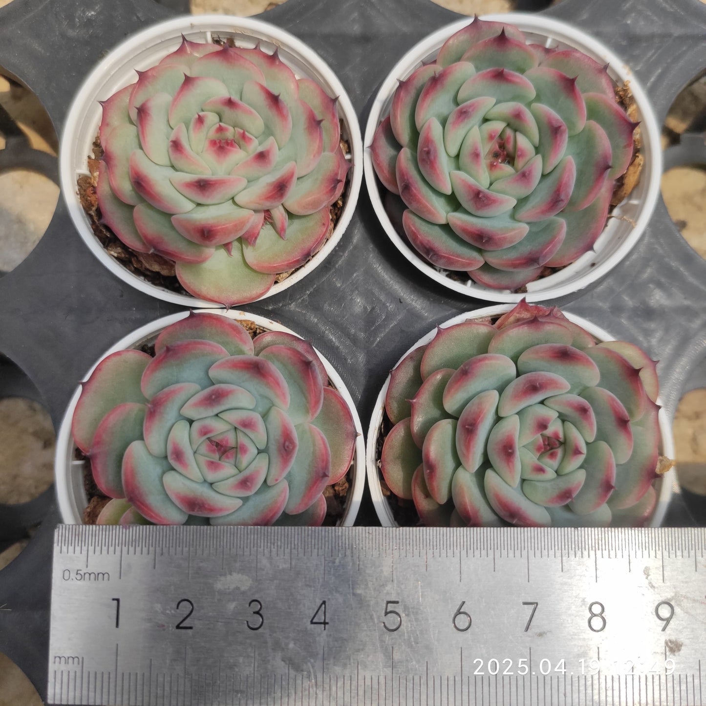 ZZA307 マーセル(5.5cm pot)