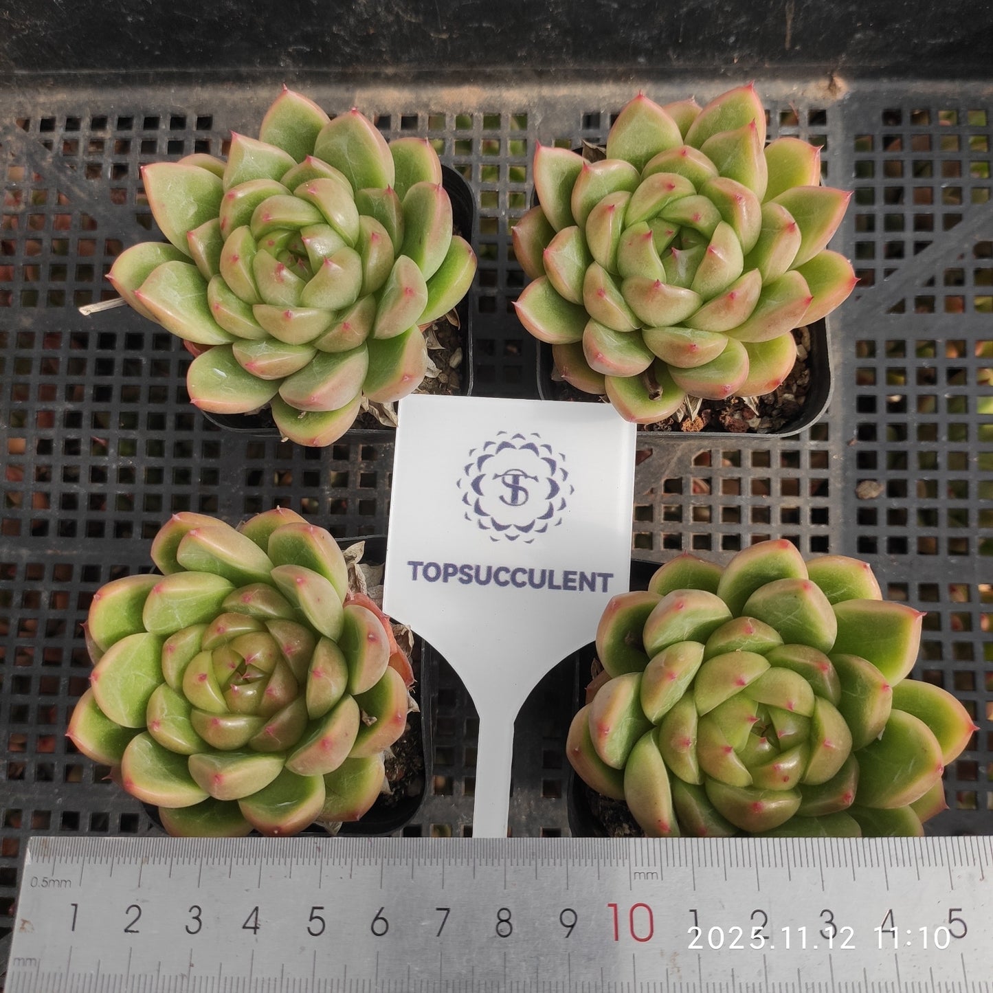 11974 ブライト ジェニー(7cm pot)