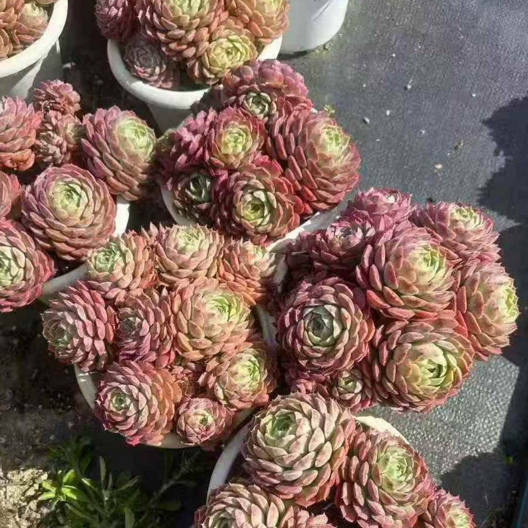 23910 シャーロットローズ