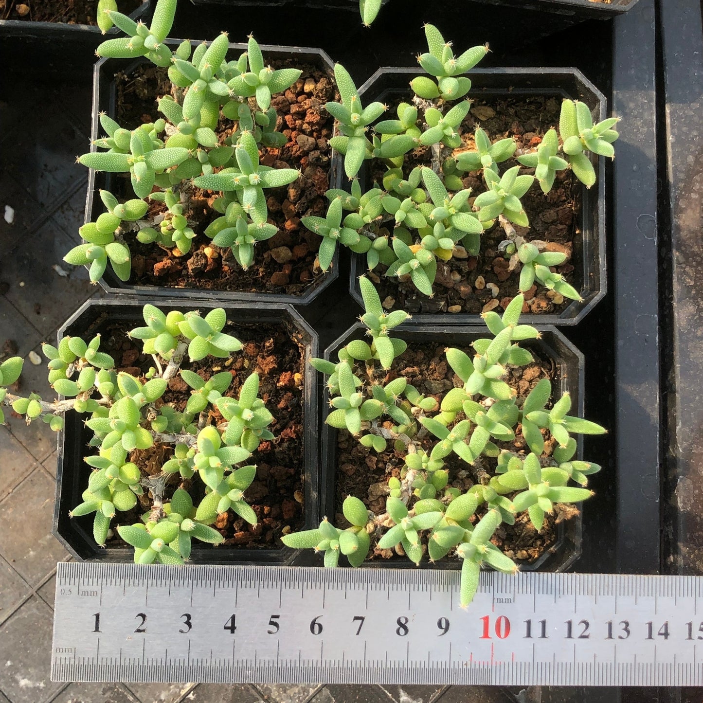 TPKM010 ドロサンテマム エブルネウム(5cm pot)