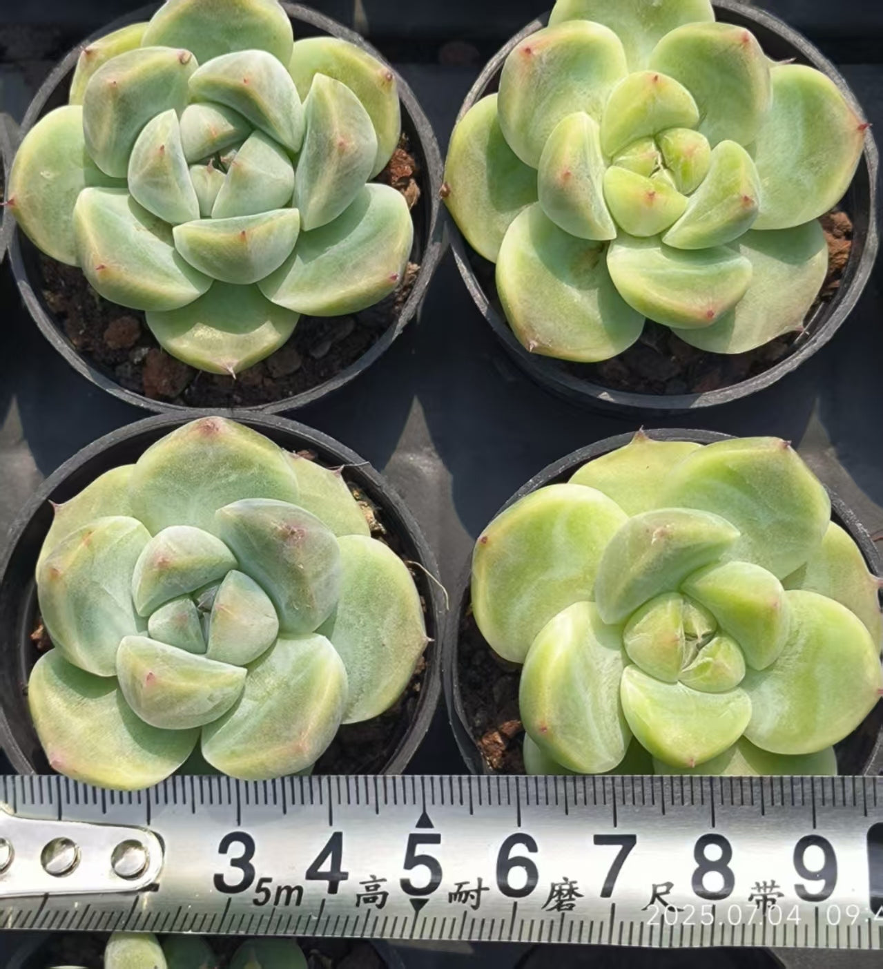 DX082 アンナジェニー(7cm pot)