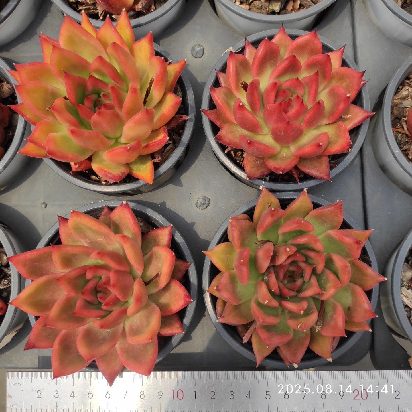 HM206 アームストロング (11cm pot)
