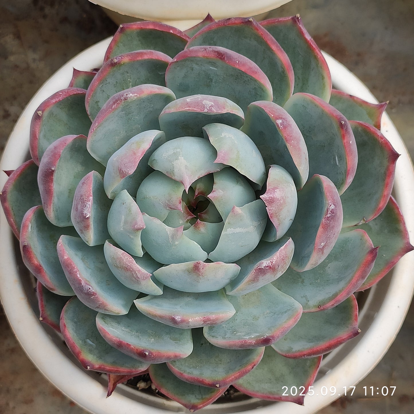 NGN792 カシオ(15cm pot)