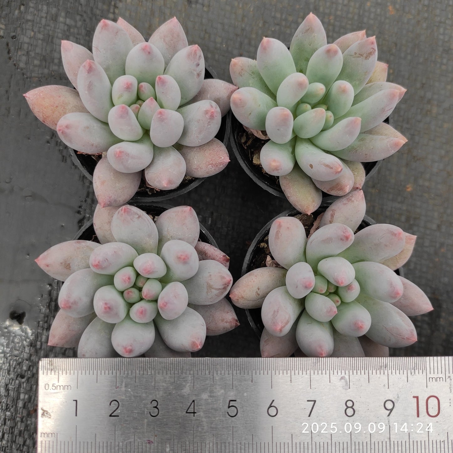 MMT005 エンジェルスフィンガー(5cm pot)