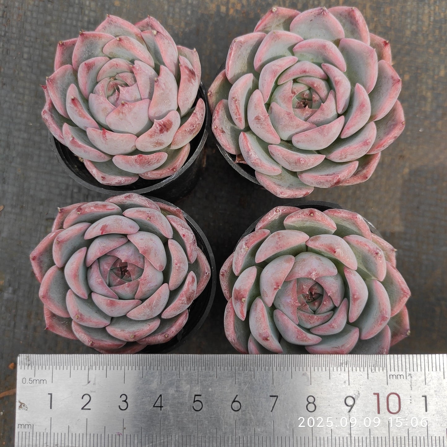 MMT825 かキャロライン(5.5cm pot)