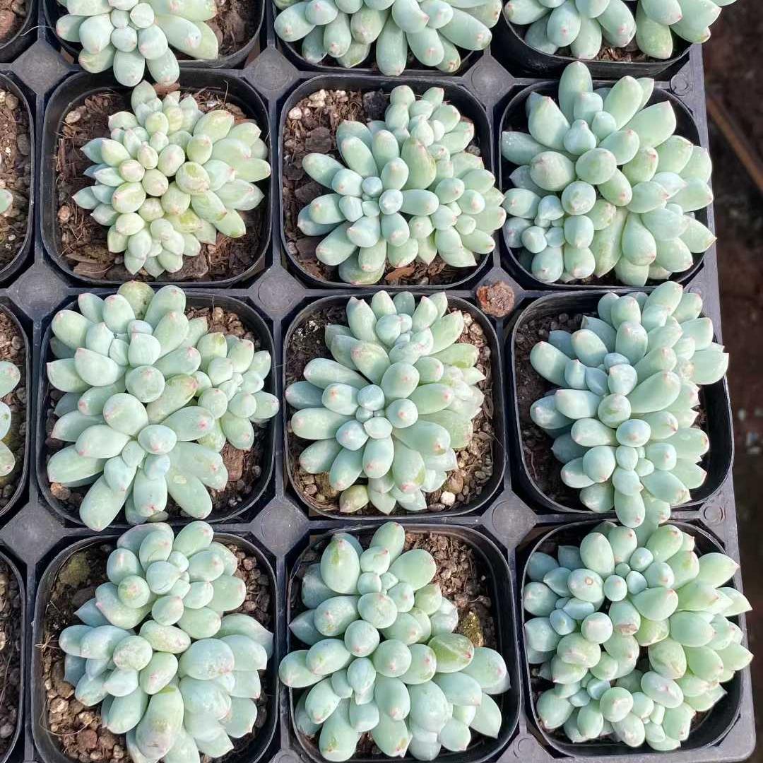 26298 ミスティックフロスト