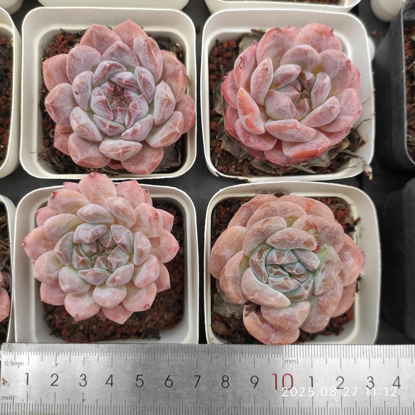 XQ1410 レッド フェイス(7cm pot)
