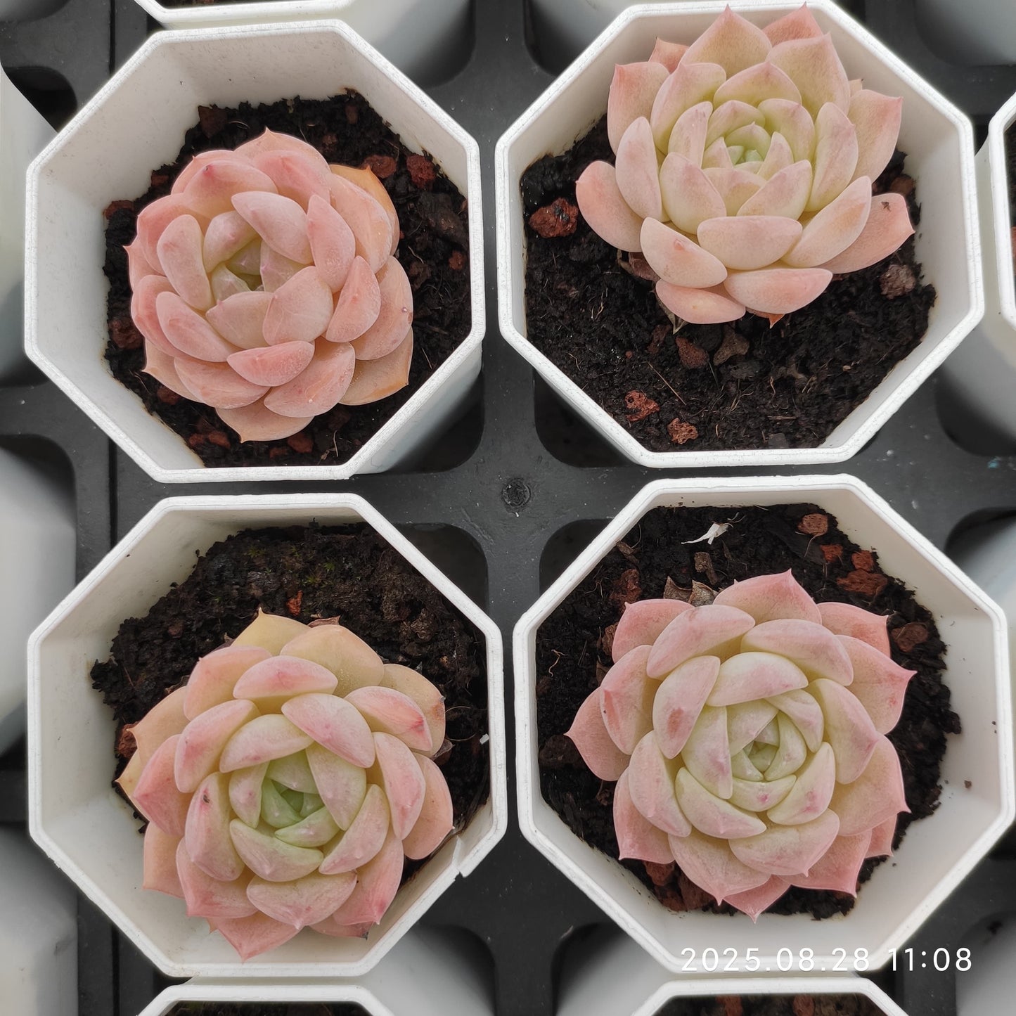 YBB206 ピュアラブ(7cm pot)
