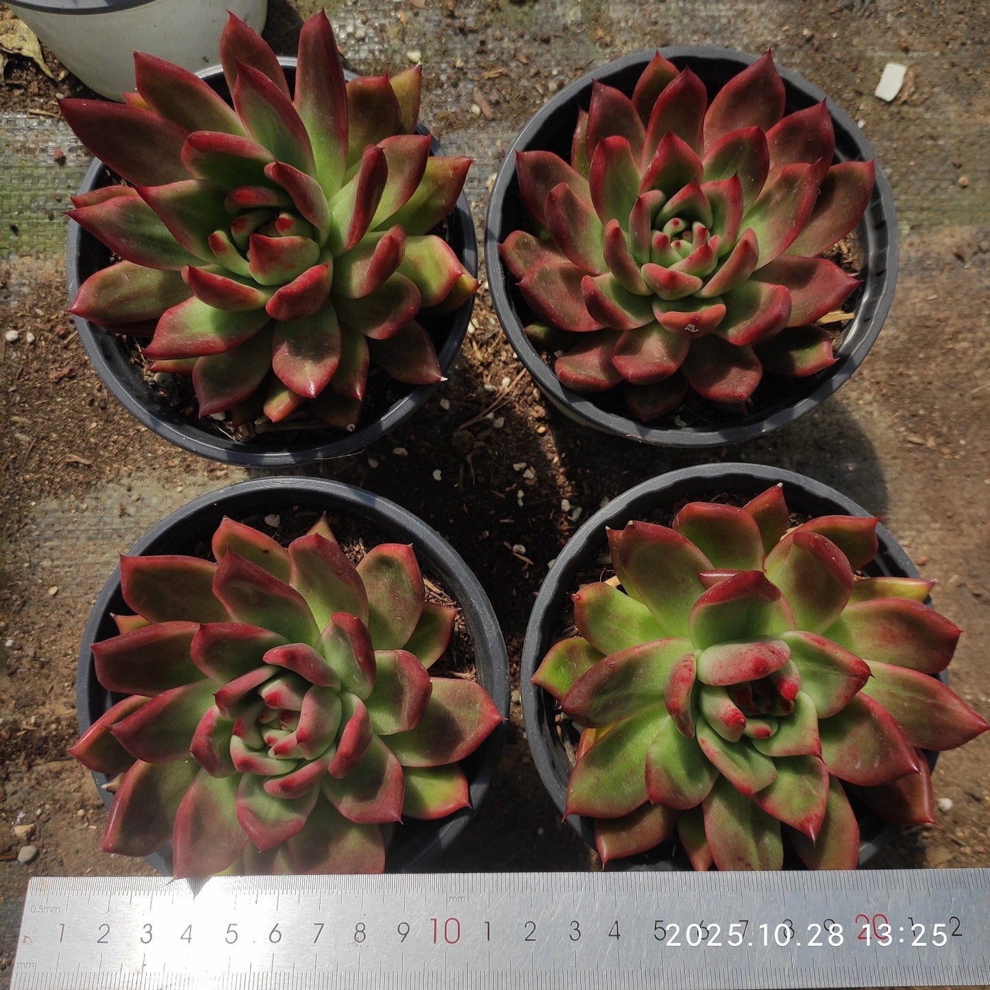 DQ127 フランク(12cm pot)