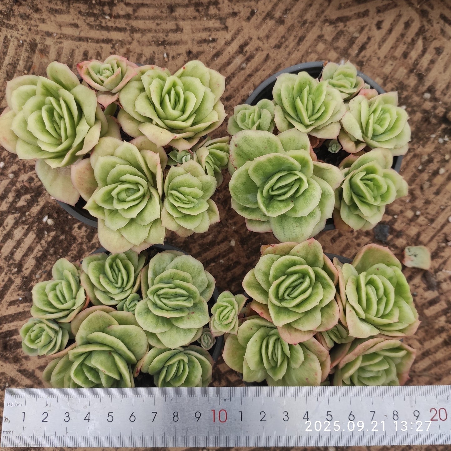 ZX248 アイスローズ錦(9cm pot)