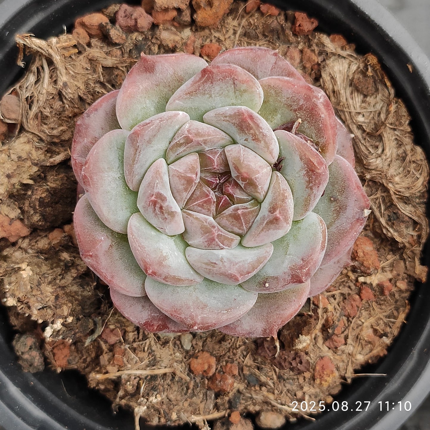 XQ438 アルバビューティー x アイススピリット(9cm pot)