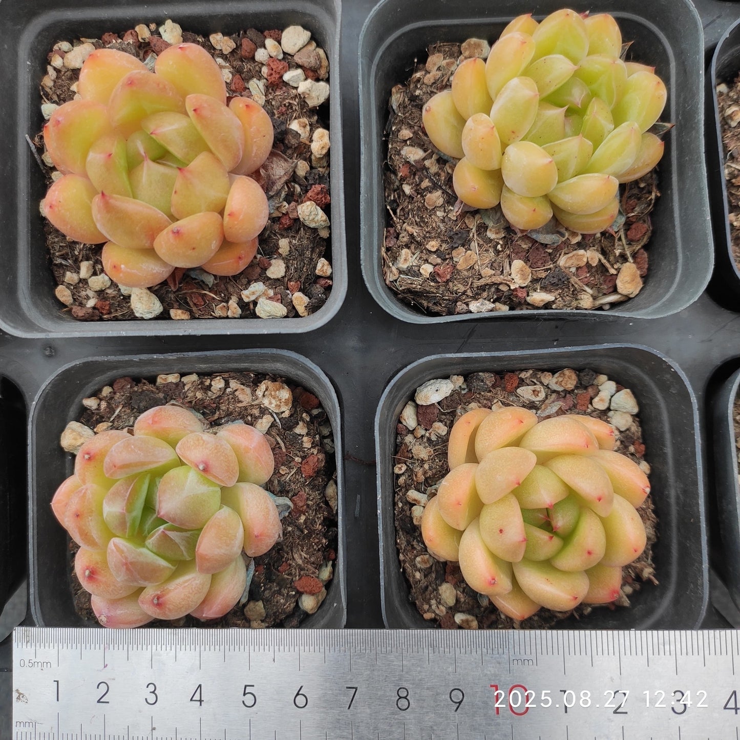XQ1432 ダイアモンド シャンパンHyb(6cm pot)