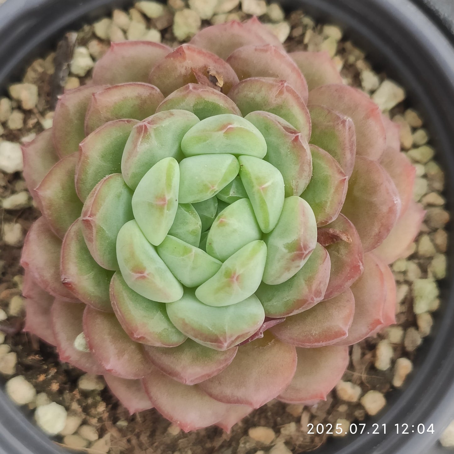 MMY1116 ゴールドスピンク(9cm pot)