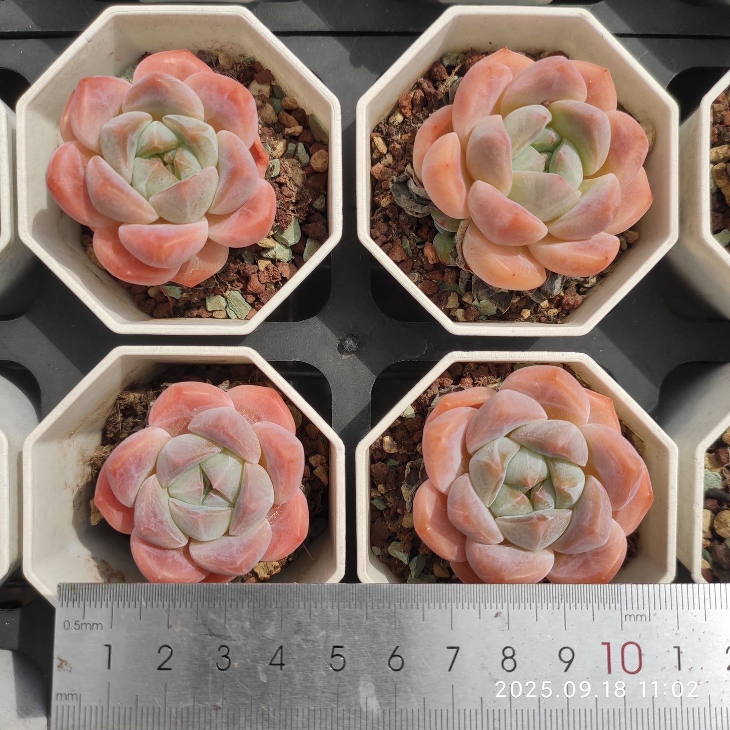 T1353 ハナビューティー(7cm pot)