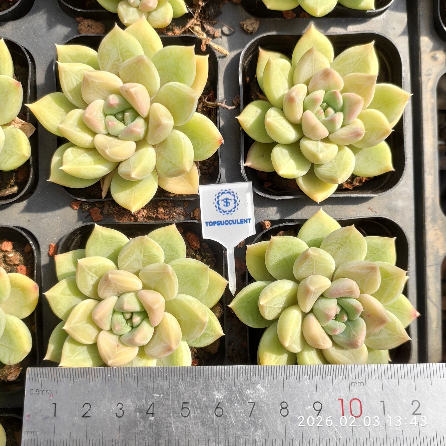 25657 ライム ビューティー