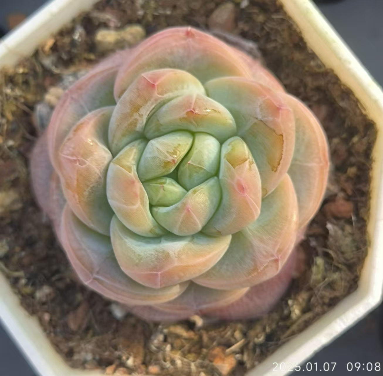 DDX128 スター ジェニー x アイスグリーン(6.5cm pot)