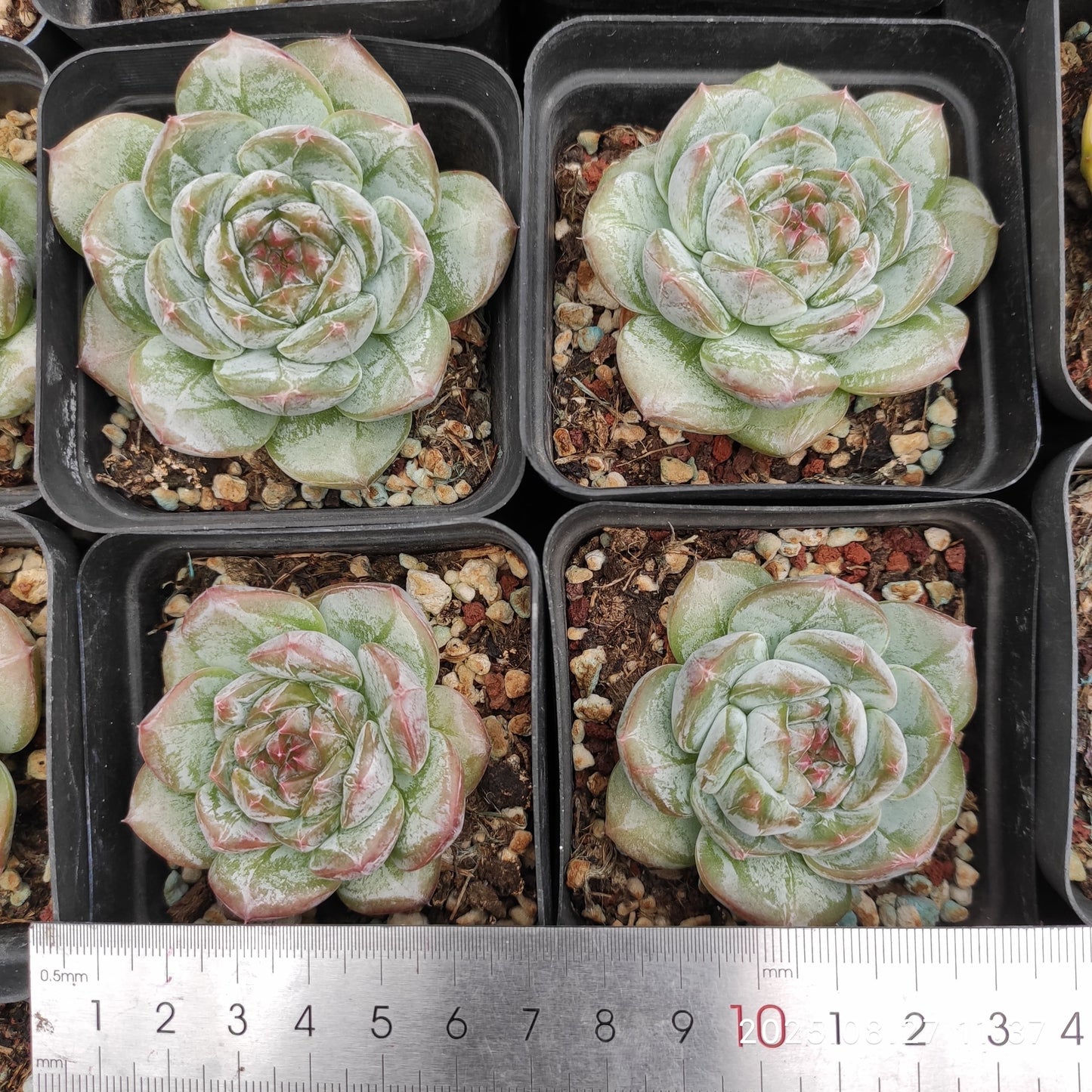 XQ1419 アイス スピリットHyb(7cm pot)