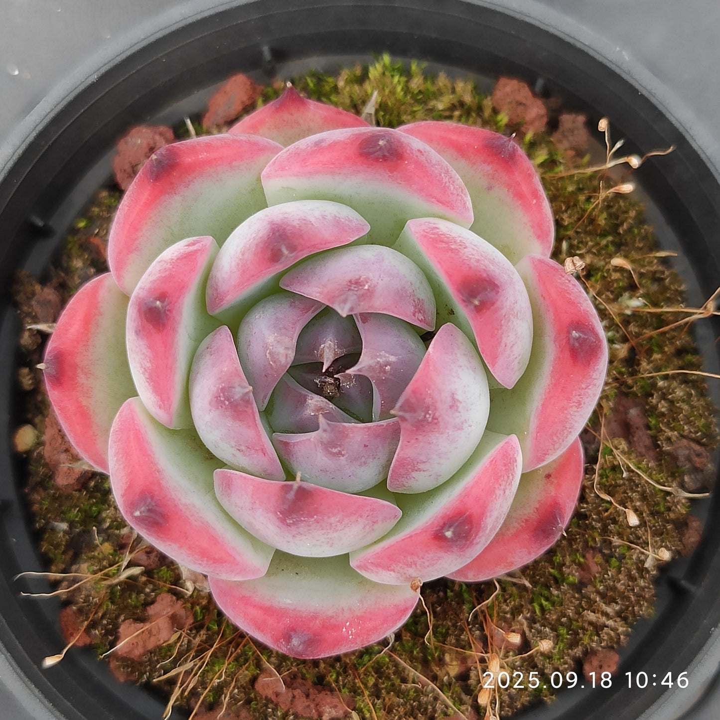 LMM389 コーローラッター Hyb(6.5 cm pot)