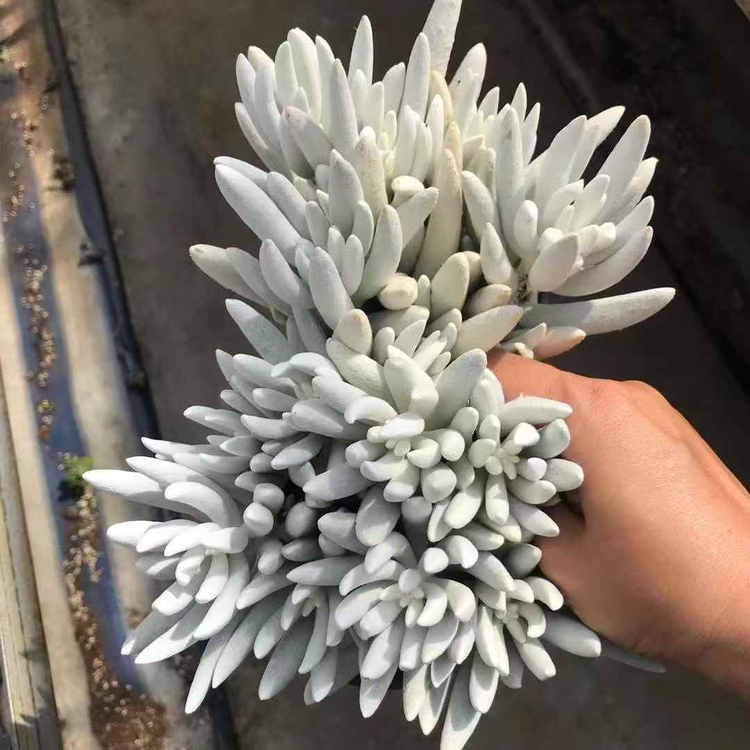 27343 セネシオ ハウォルチー