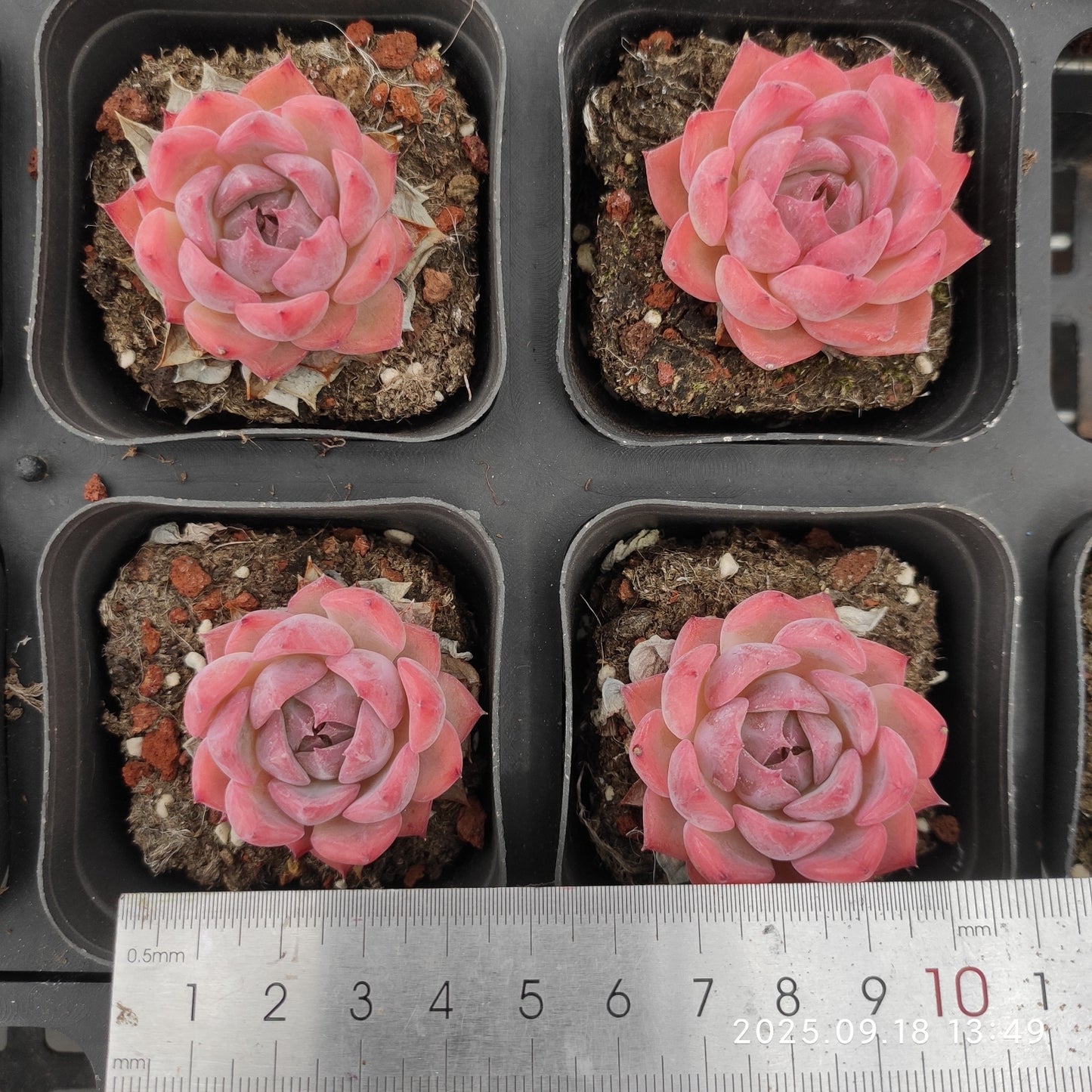 LMM362 キャンティクル(6.5cm pot)