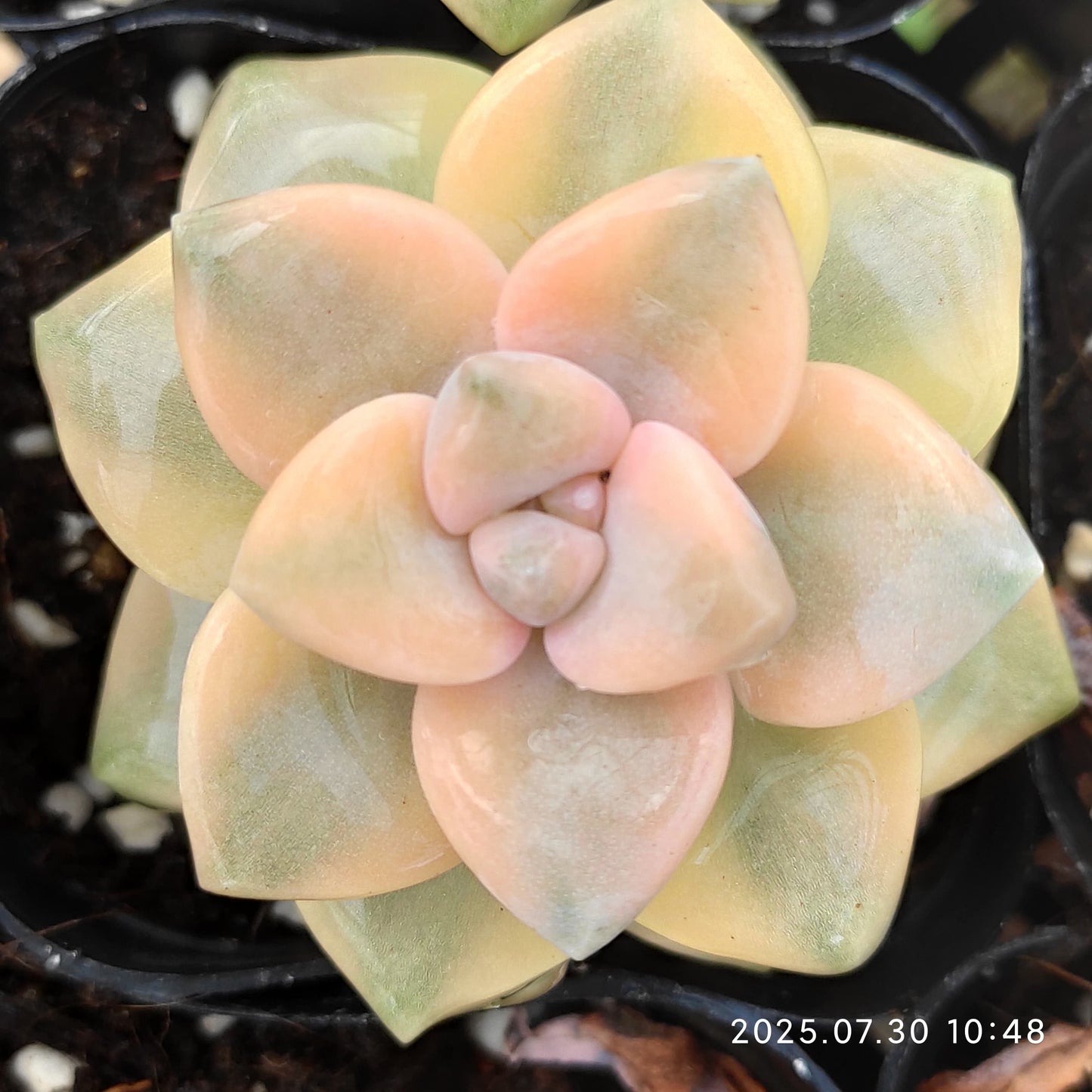 QN833 ティテュバンス錦(6.5cm pot)
