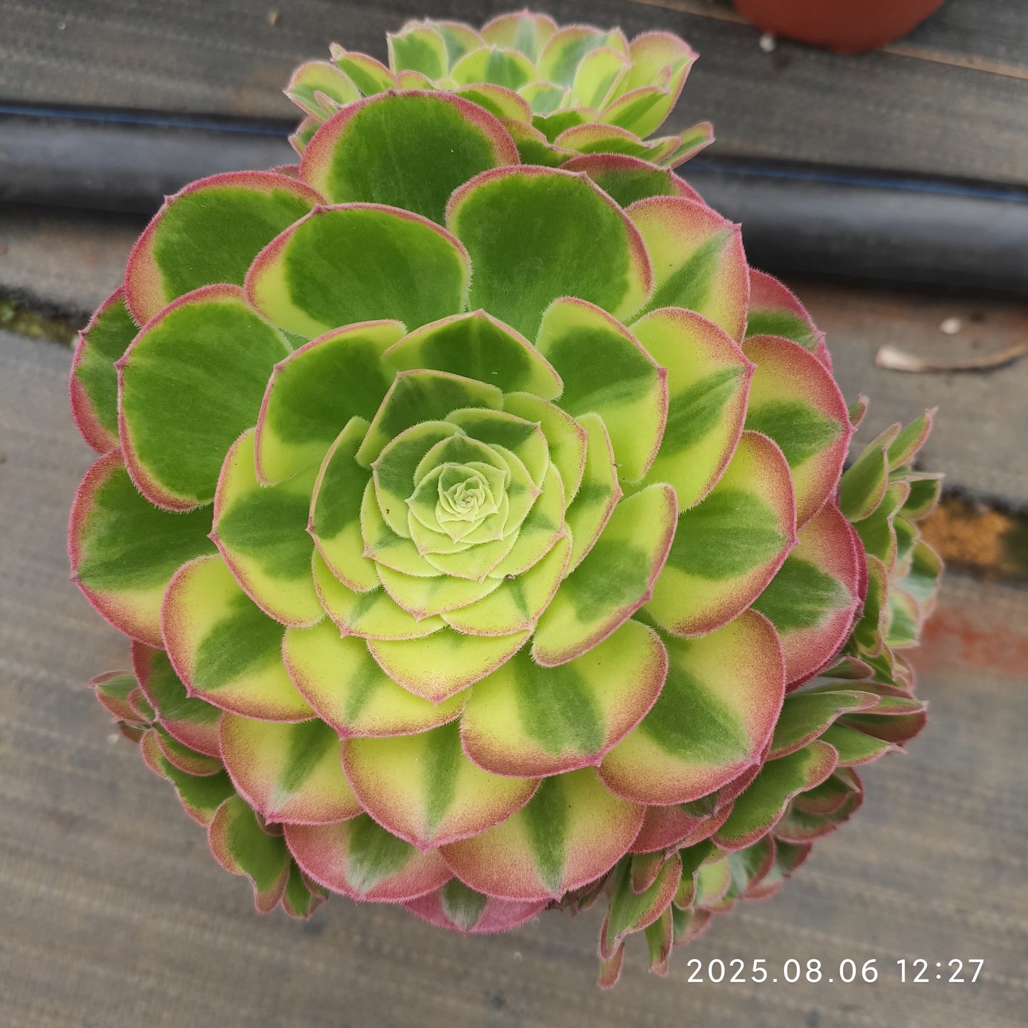 THH053 ビーナス(15cm pot)