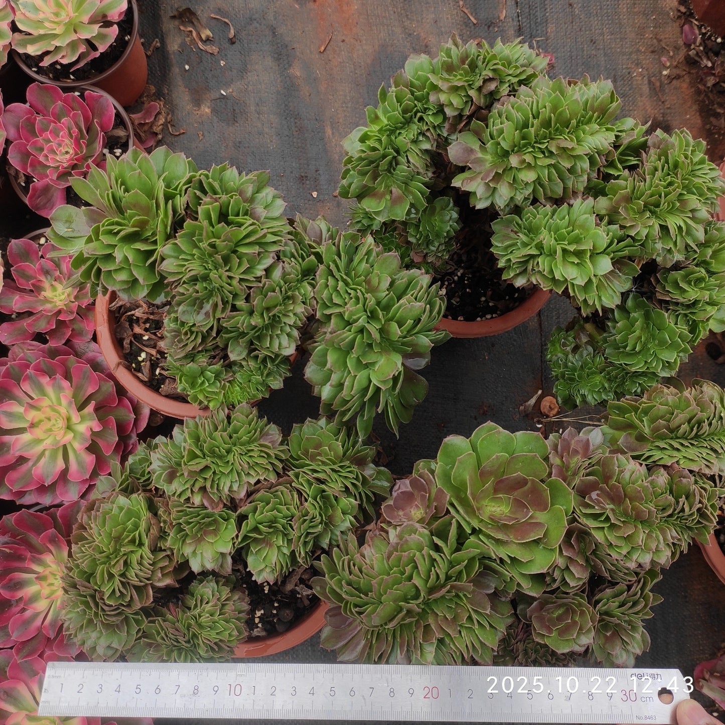 BC034 アエオニウム ハロウィン綴化(17cm pot)