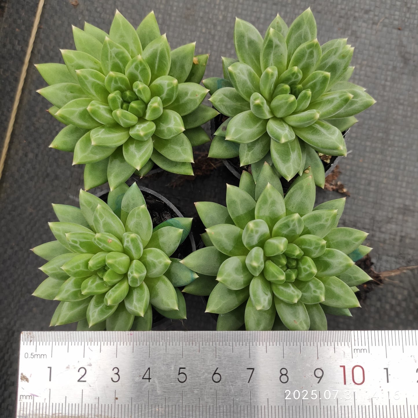 MMT862 オラクル(5.5cm pot)