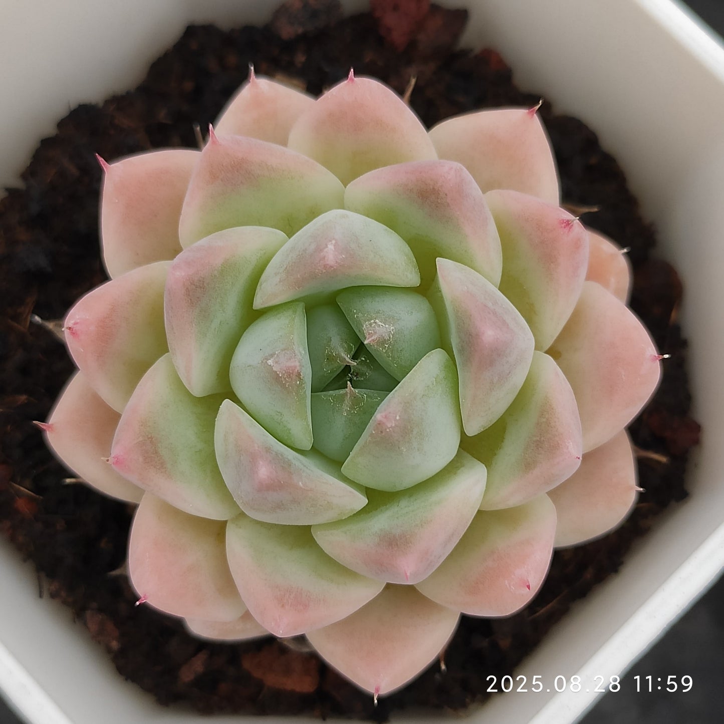 YBB064 サブリム(7cm pot)