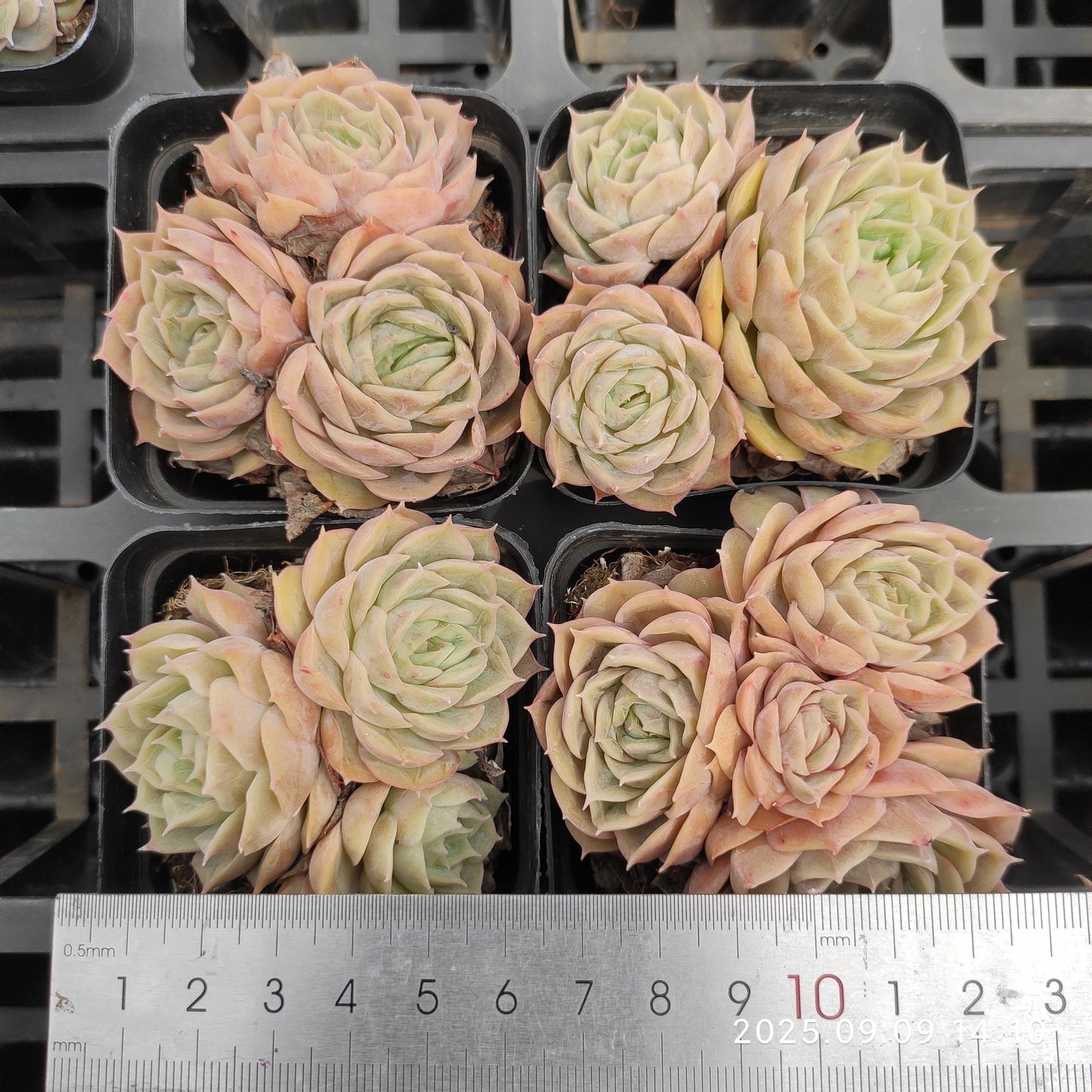 MMT889 オウンスロー(7cm pot)
