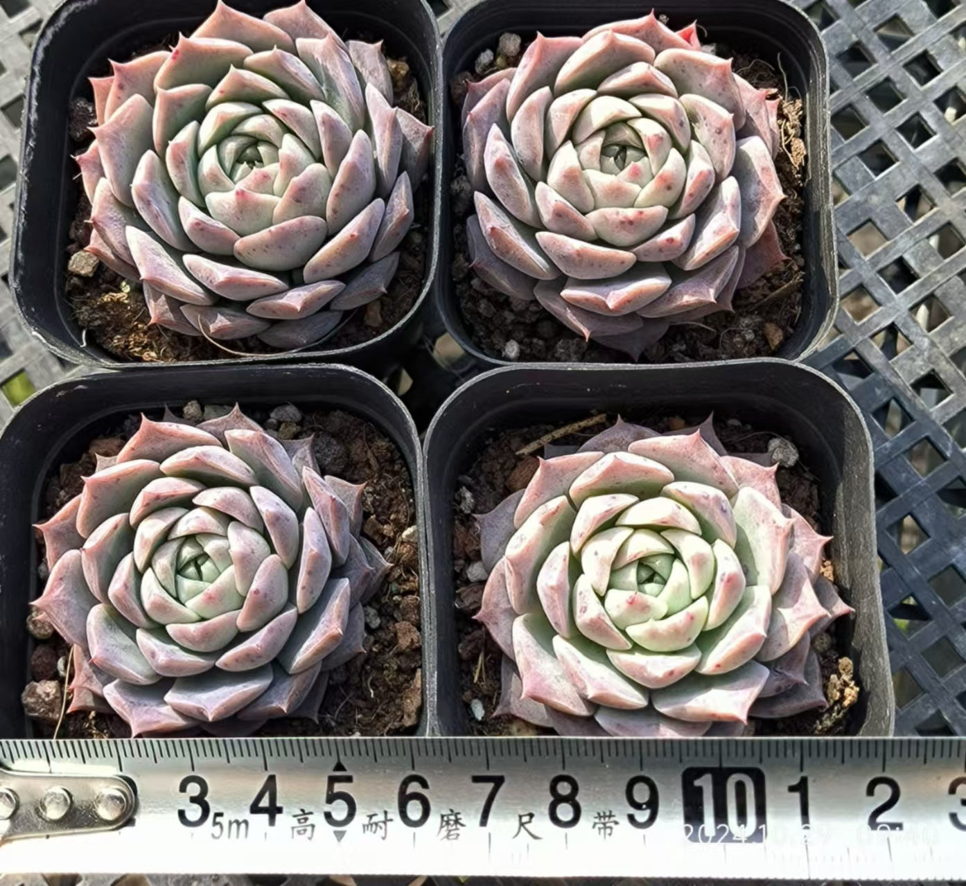 HC198 ポセイドン(6.5cm pot)