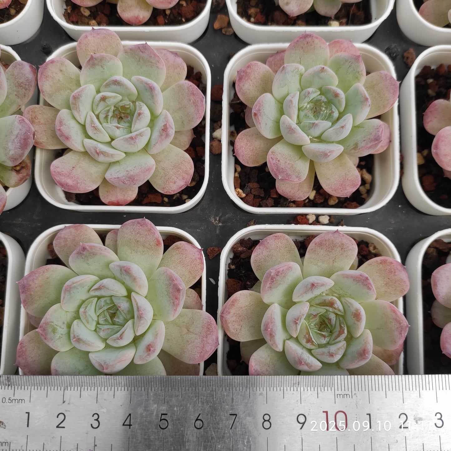 HG065 アメイジング グレース x ジェイド バタフライ(7cm pot)