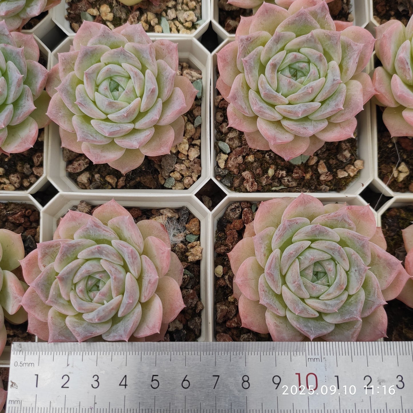 HG021 マルガン x クイーン(7cm pot)