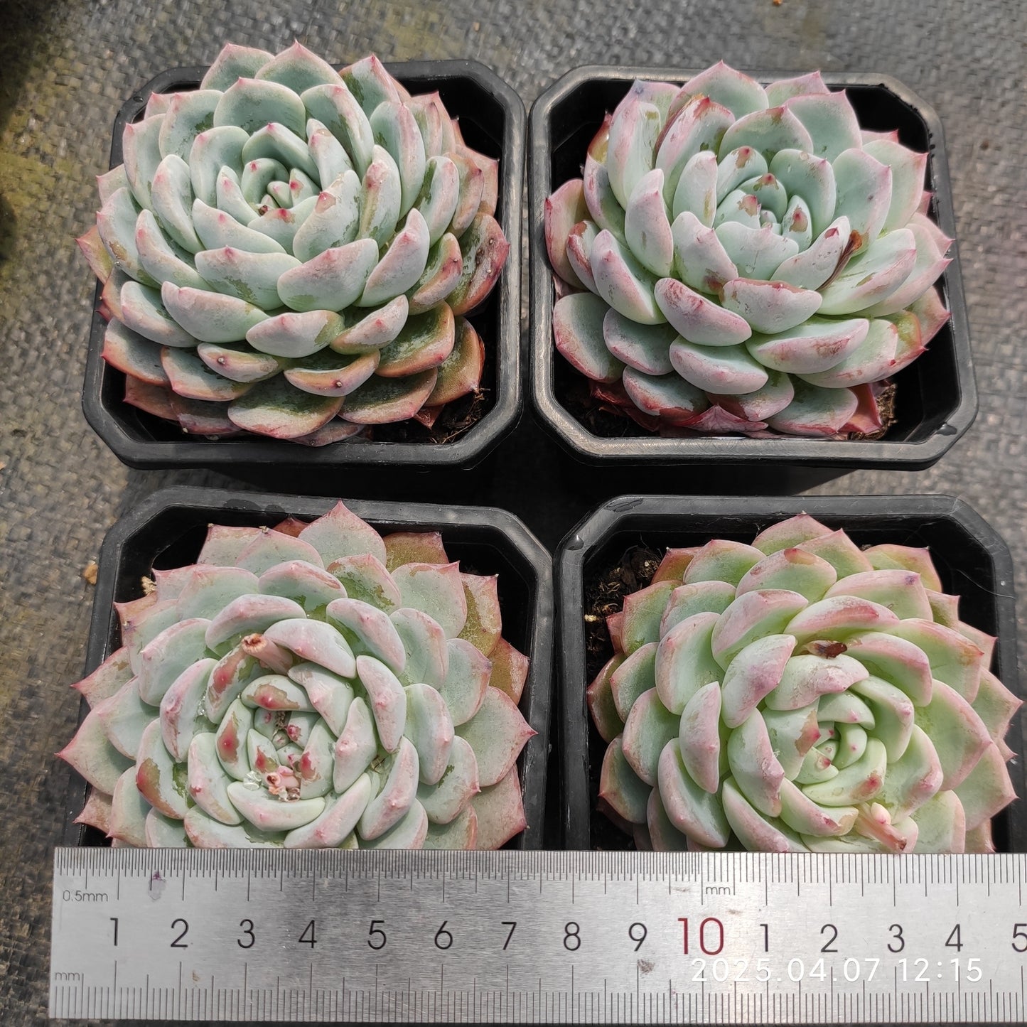 DQ047 ピンクダイヤモンド(9cm pot)