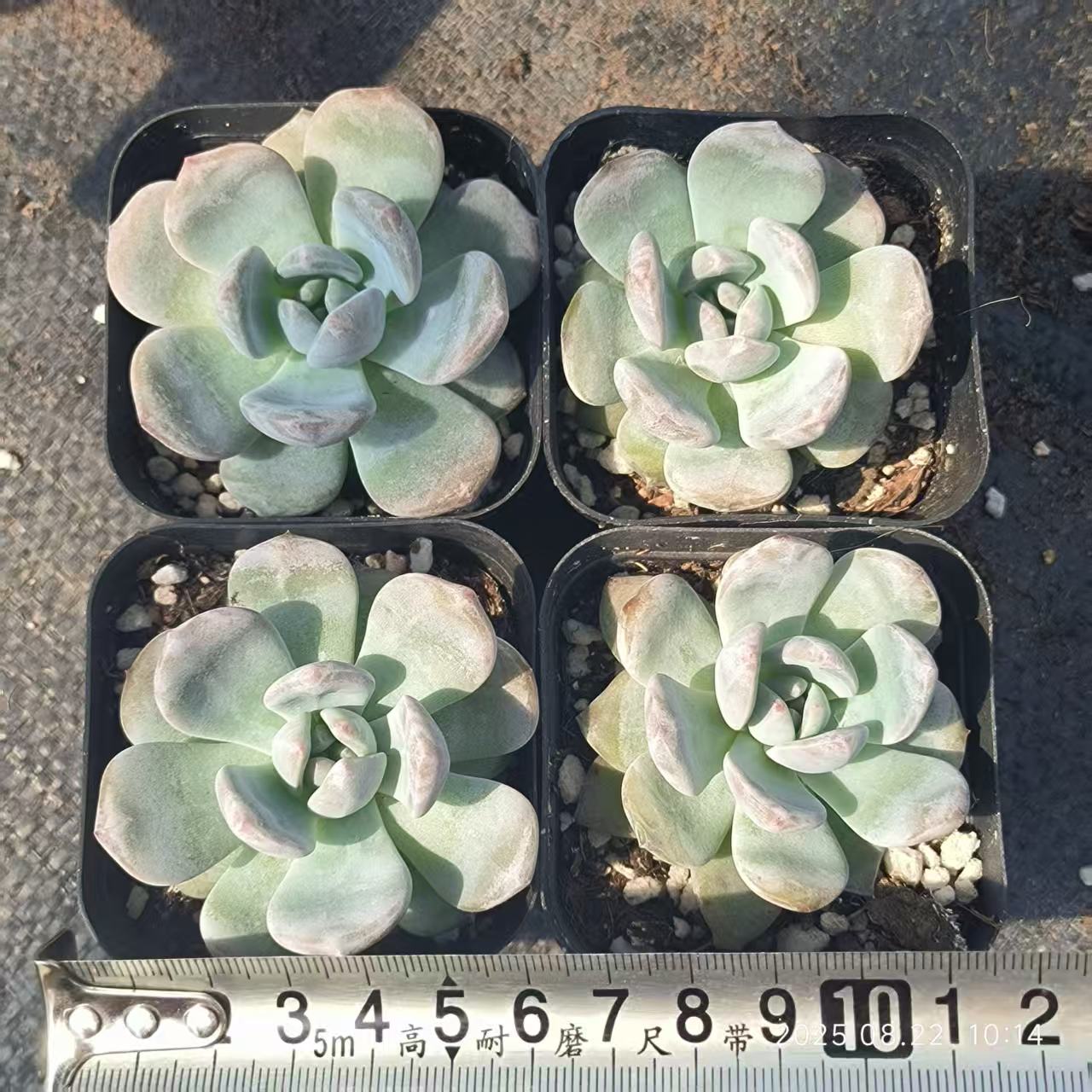 LYC053 オレンジモンロー(6.5 cm pot)