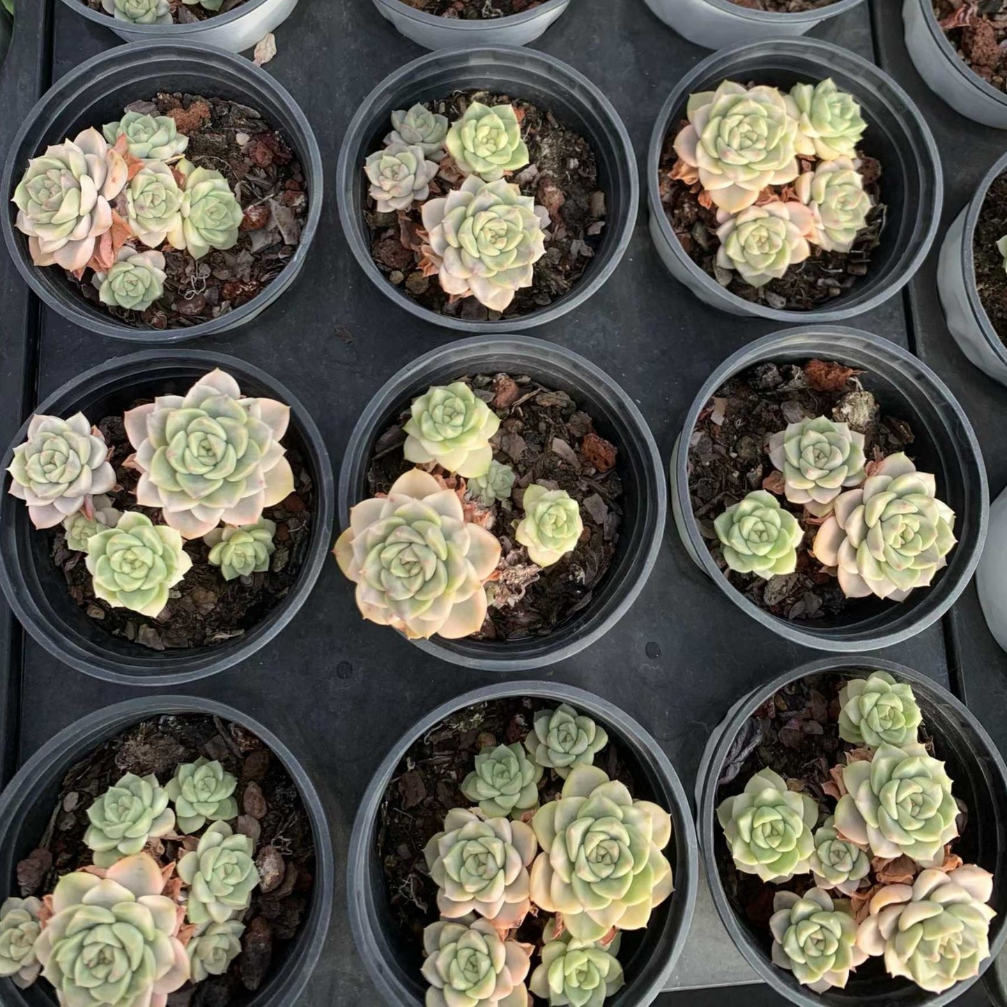 25320 ピンクプリティ錦