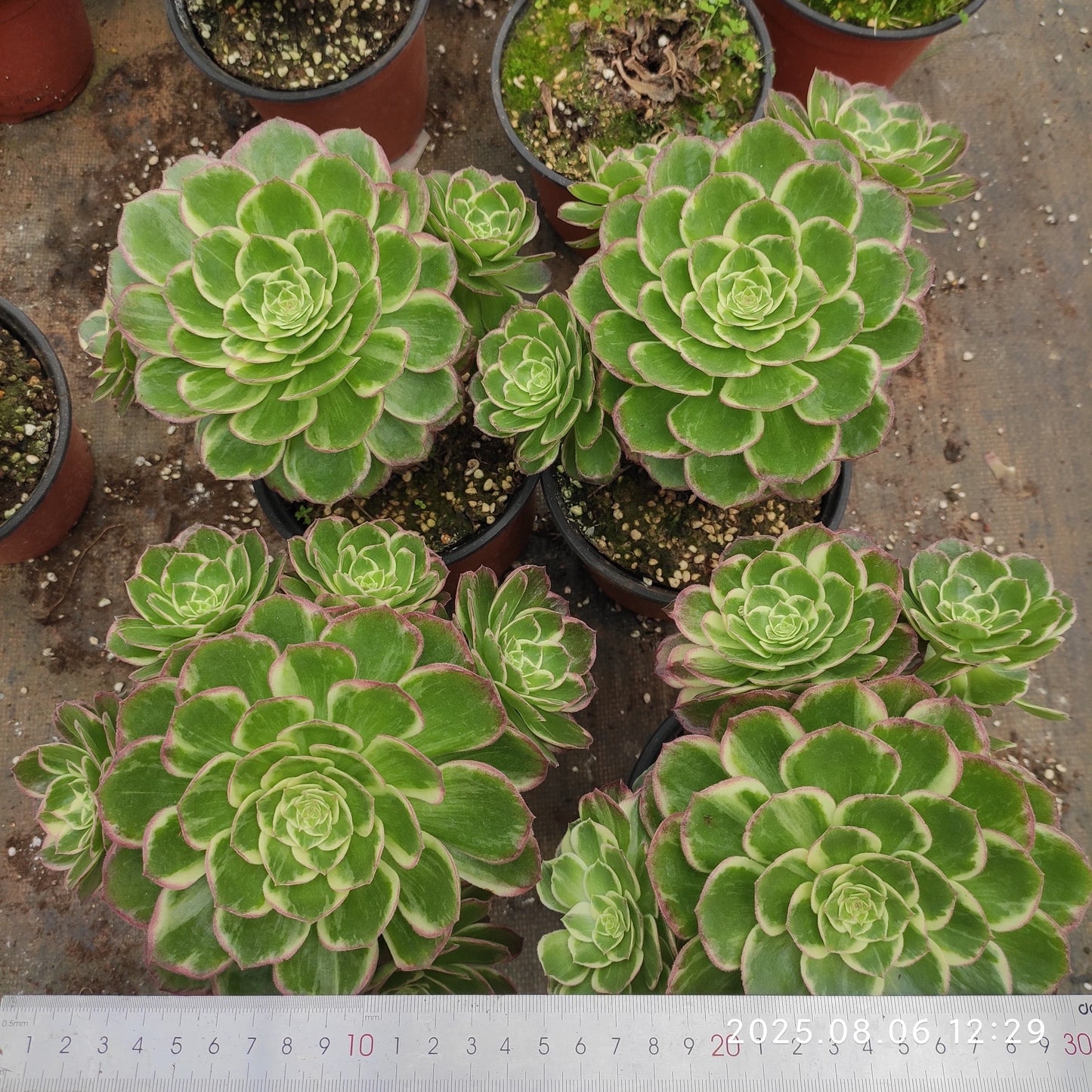 THH054 カロフル ランターンズ(15cm pot)