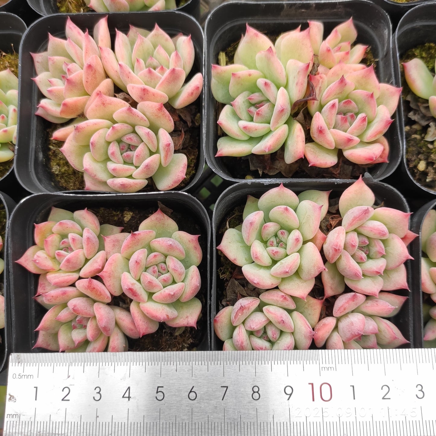 QN756 エケマリア(6.5cm pot)