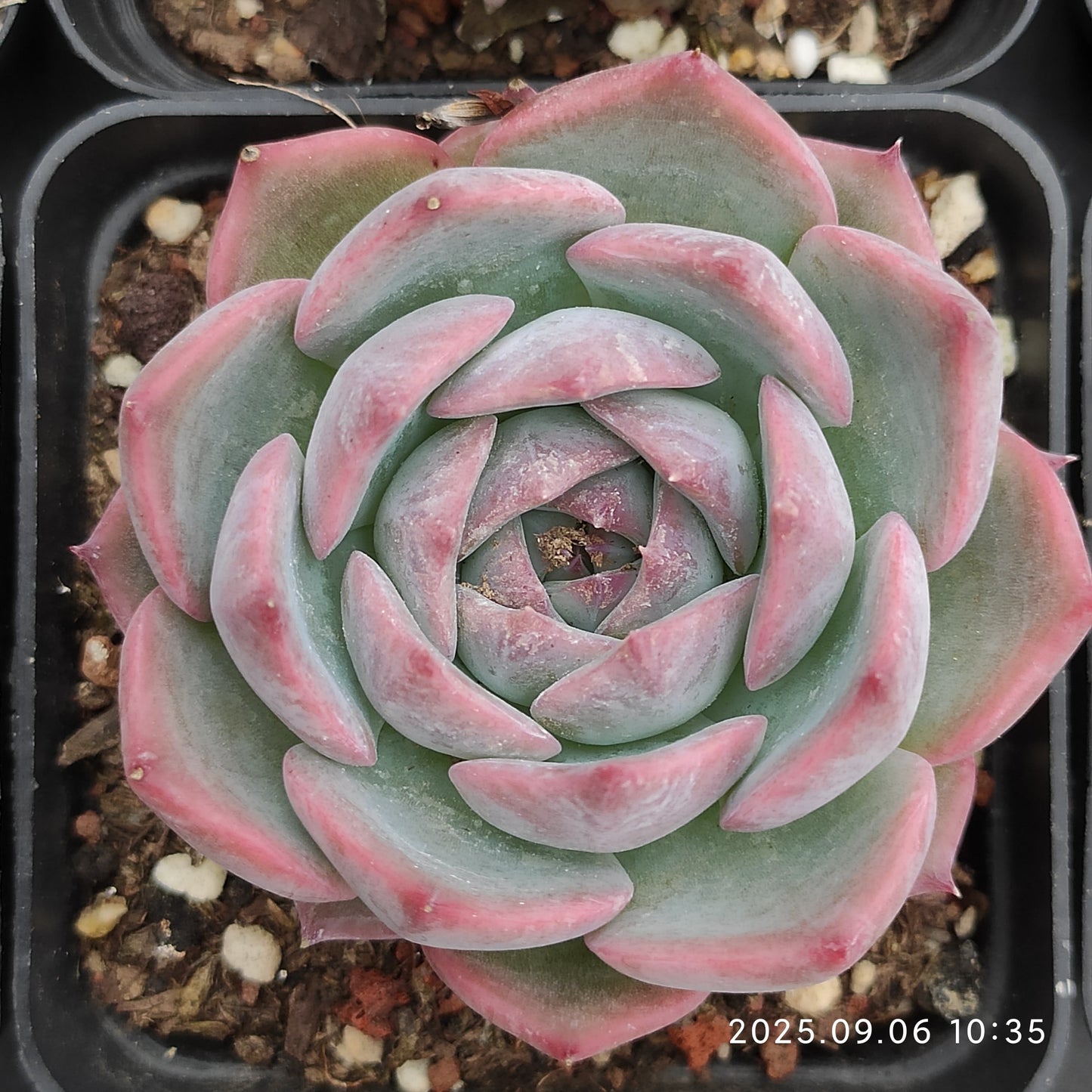 RC143 ピキャッチュー(7cm pot)