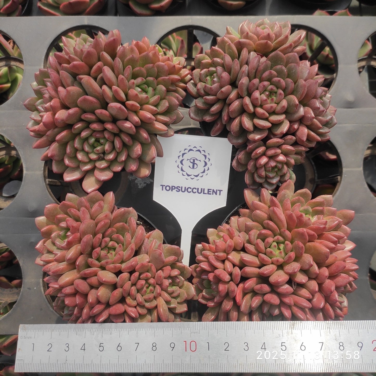 22463 ピンクルビー(9cm pot)