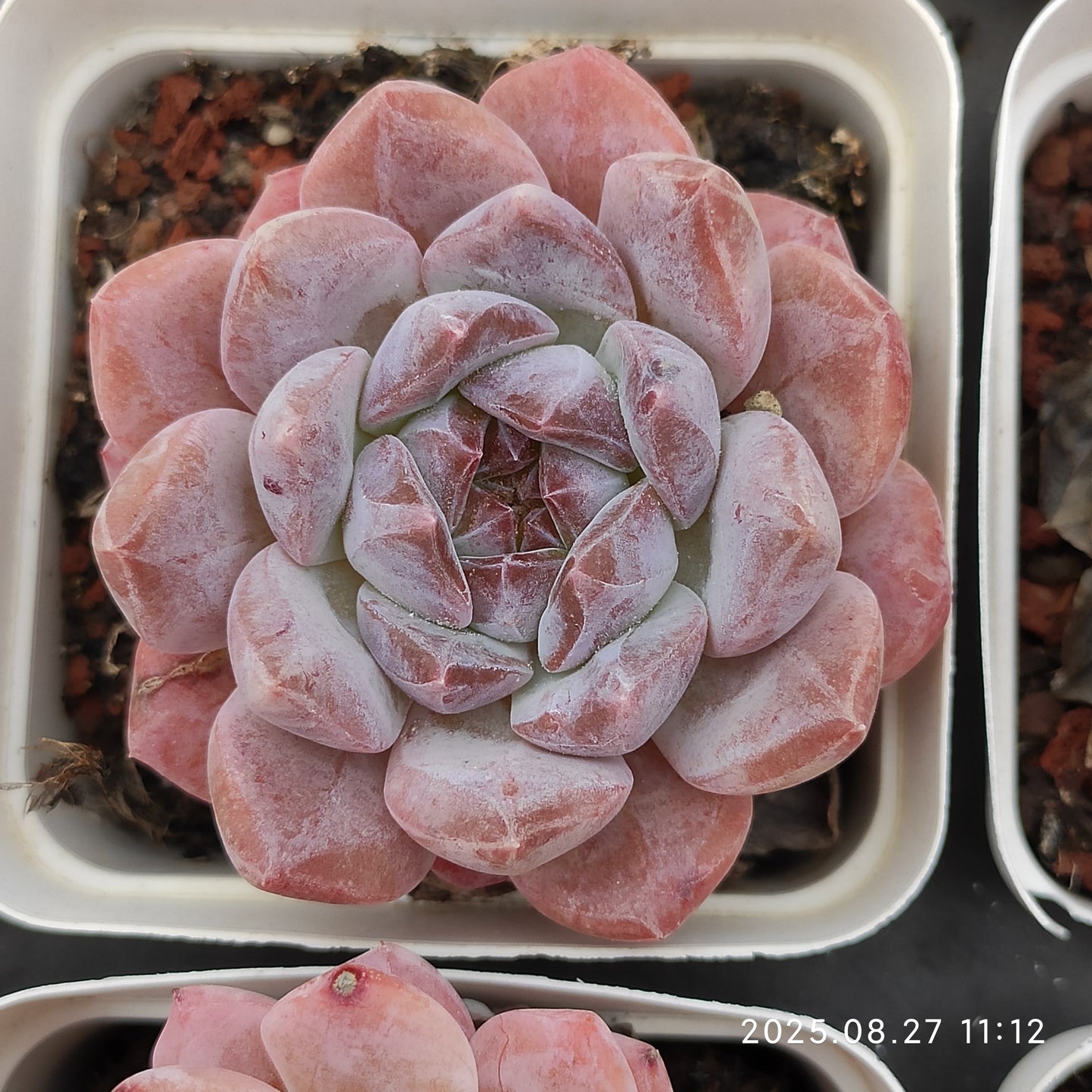 XQ1410 レッド フェイス(7cm pot)