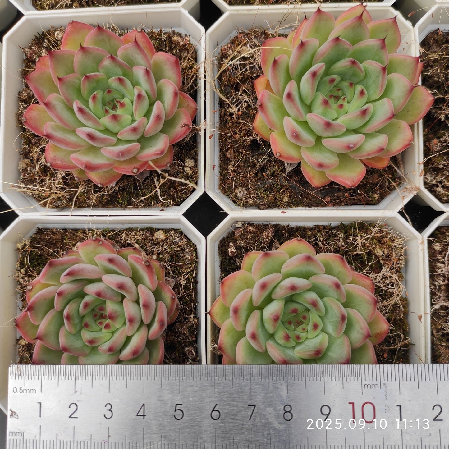 HG067 アメイジング グレース x サックヤング(7cm pot)